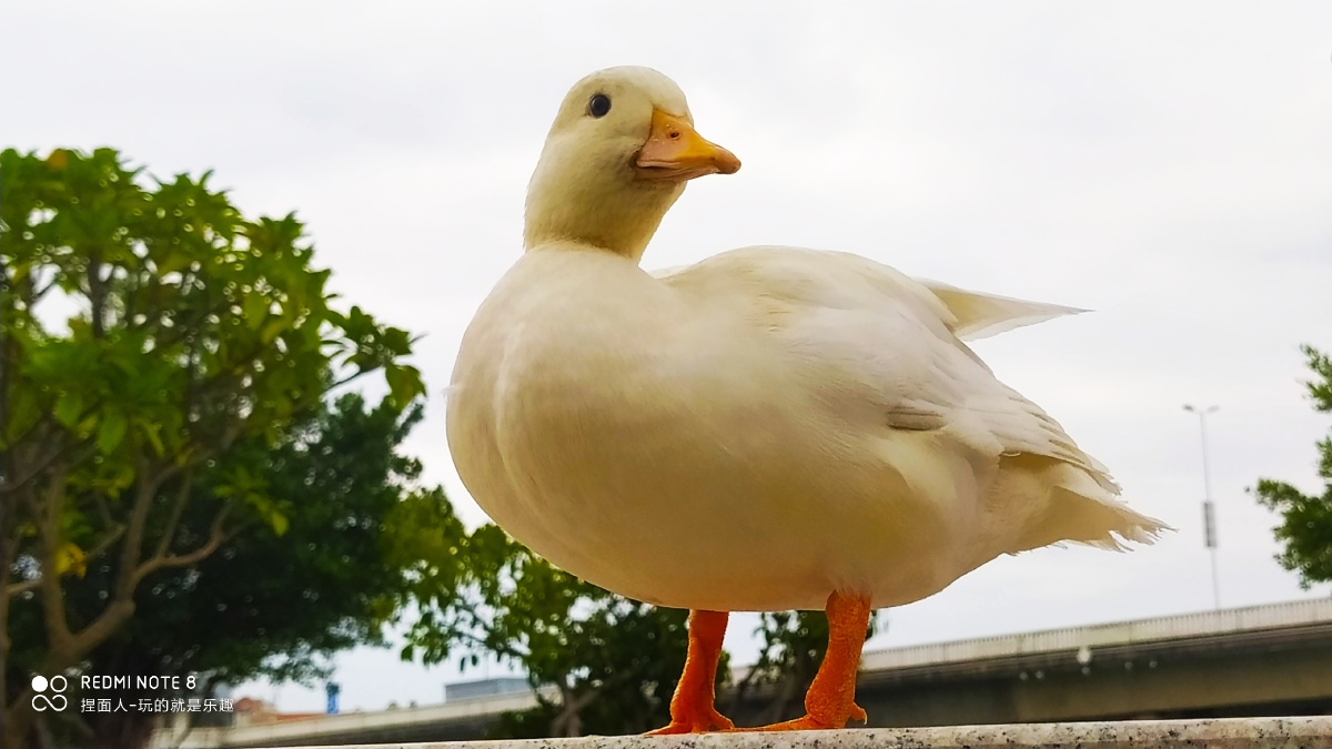 网红柯尔鸭