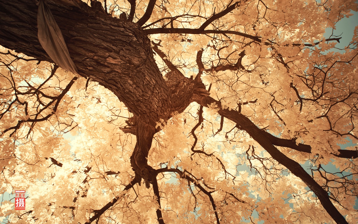 幽美用680nm波段的红外摄影呈现顶光下的树荫