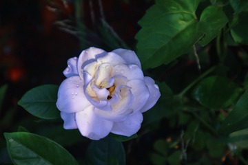 F69F4130-A4AB-4CCB-B690-124C18DBC969/L0/001