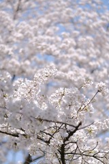 4C50DF1C-6F85-4CCF-9B9E-1446A56605BD/L0/001