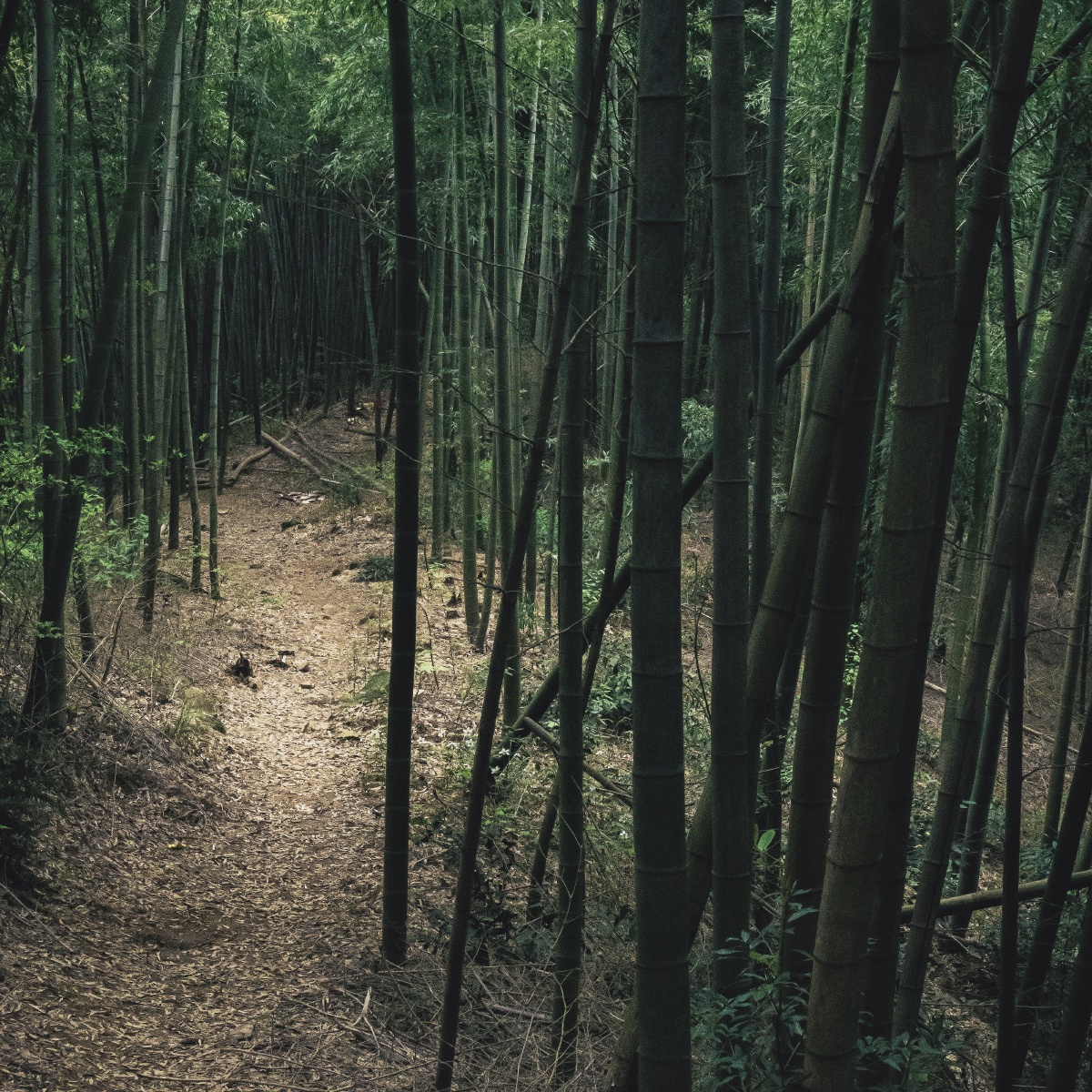 春天莫干山上的竹林