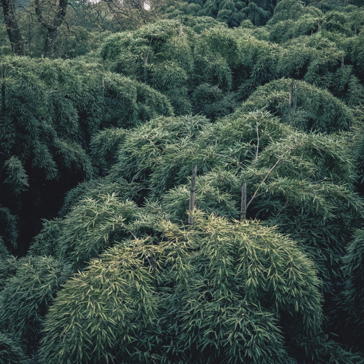春天莫干山上的竹林
