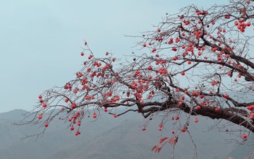 B8596090-E521-4B8A-9ABE-D2D8A71F157E/L0/001