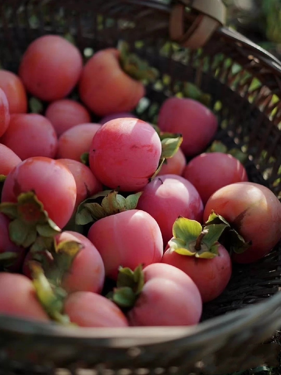 秋风起秋意凉在秋叶落的季节里那一串串火红的柿子挂在枝头在风中摇曳