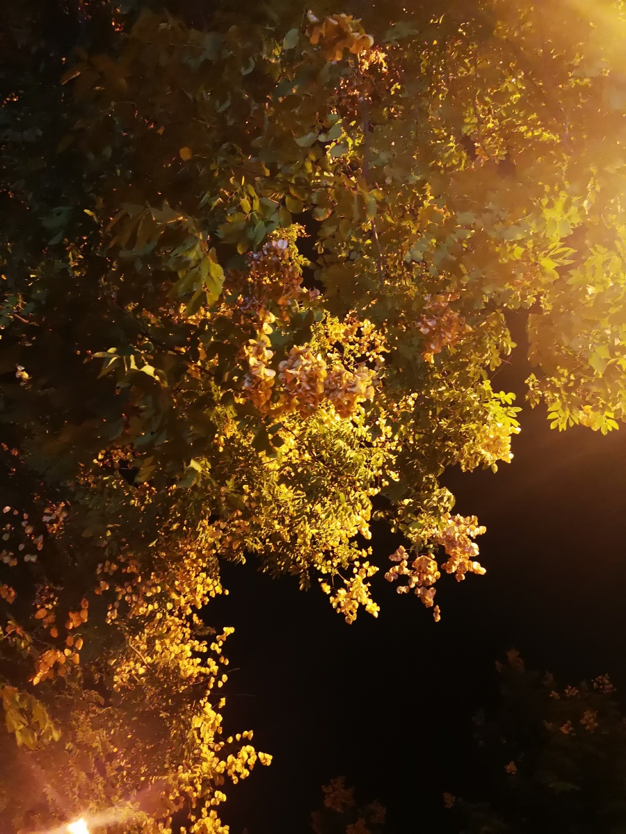 秋夜是最孤独的夜唯独这点暖色让人开心