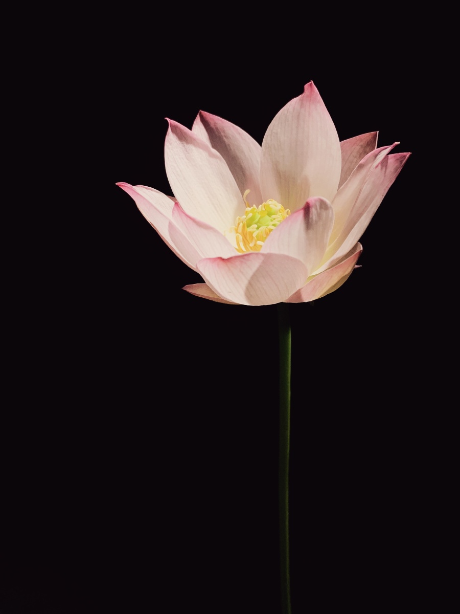 夜晚灯光下一朵盆栽荷花