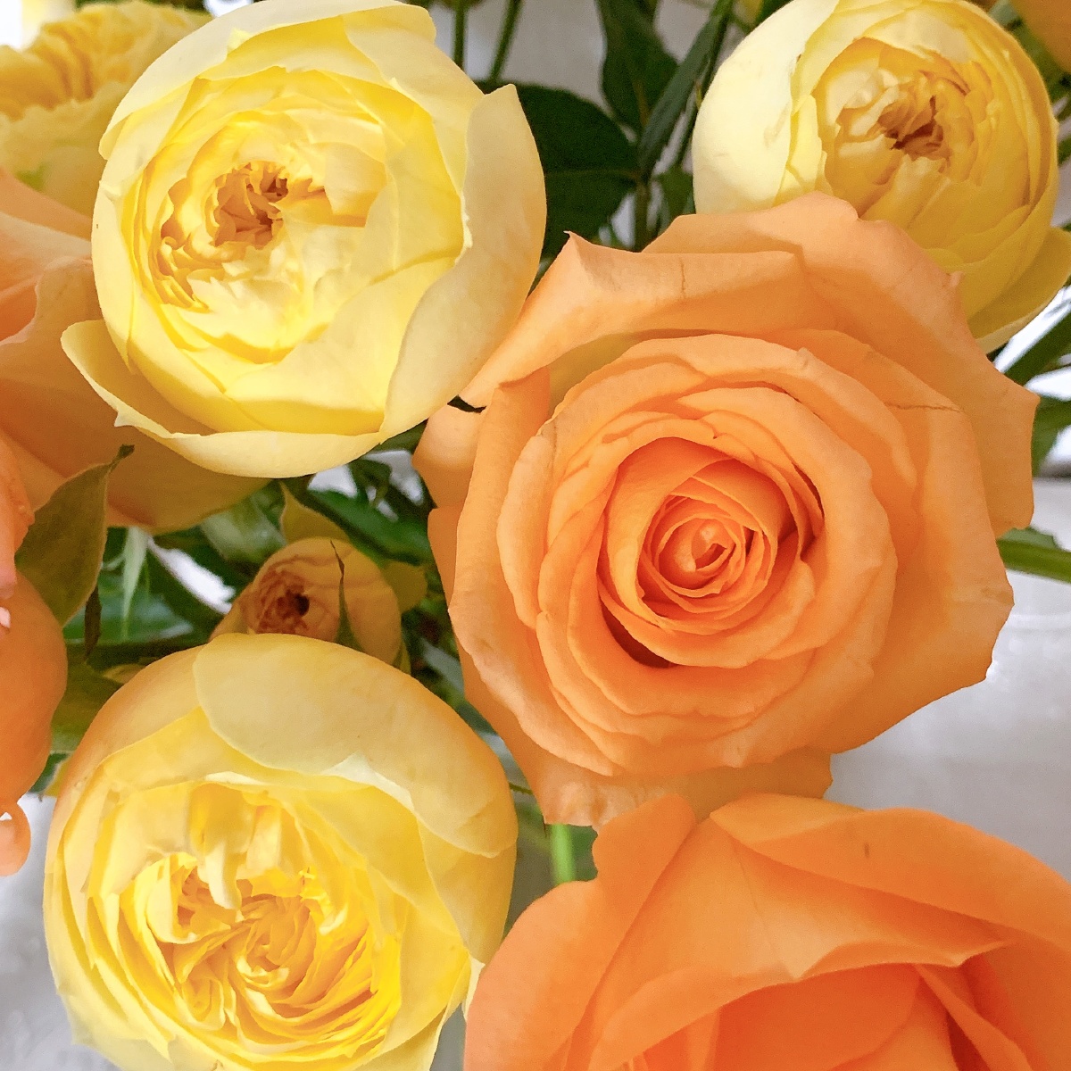 玫瑰:凯特琳娜,假日公主适合假日的假日公主配上凯特琳娜,小包子的