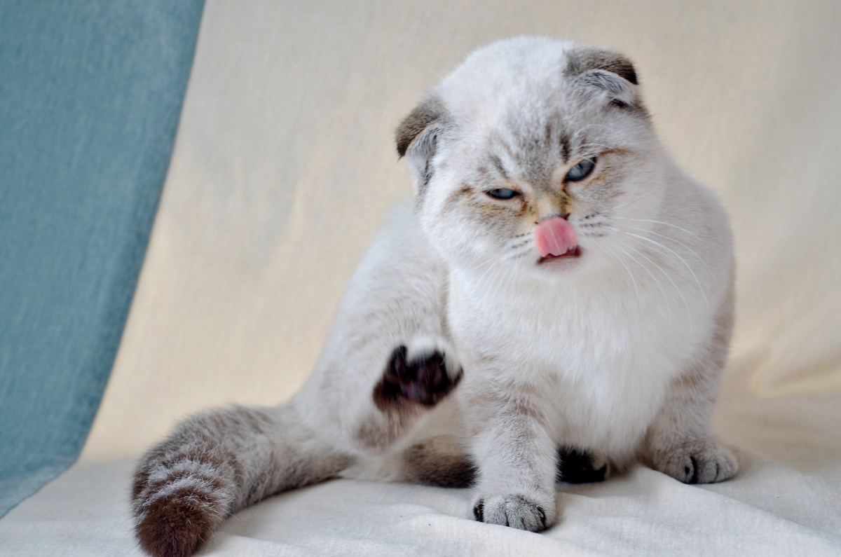 折耳猫咪又虎又萌