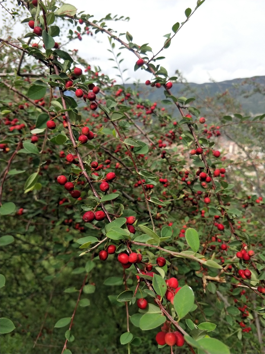 高原上的野生果子