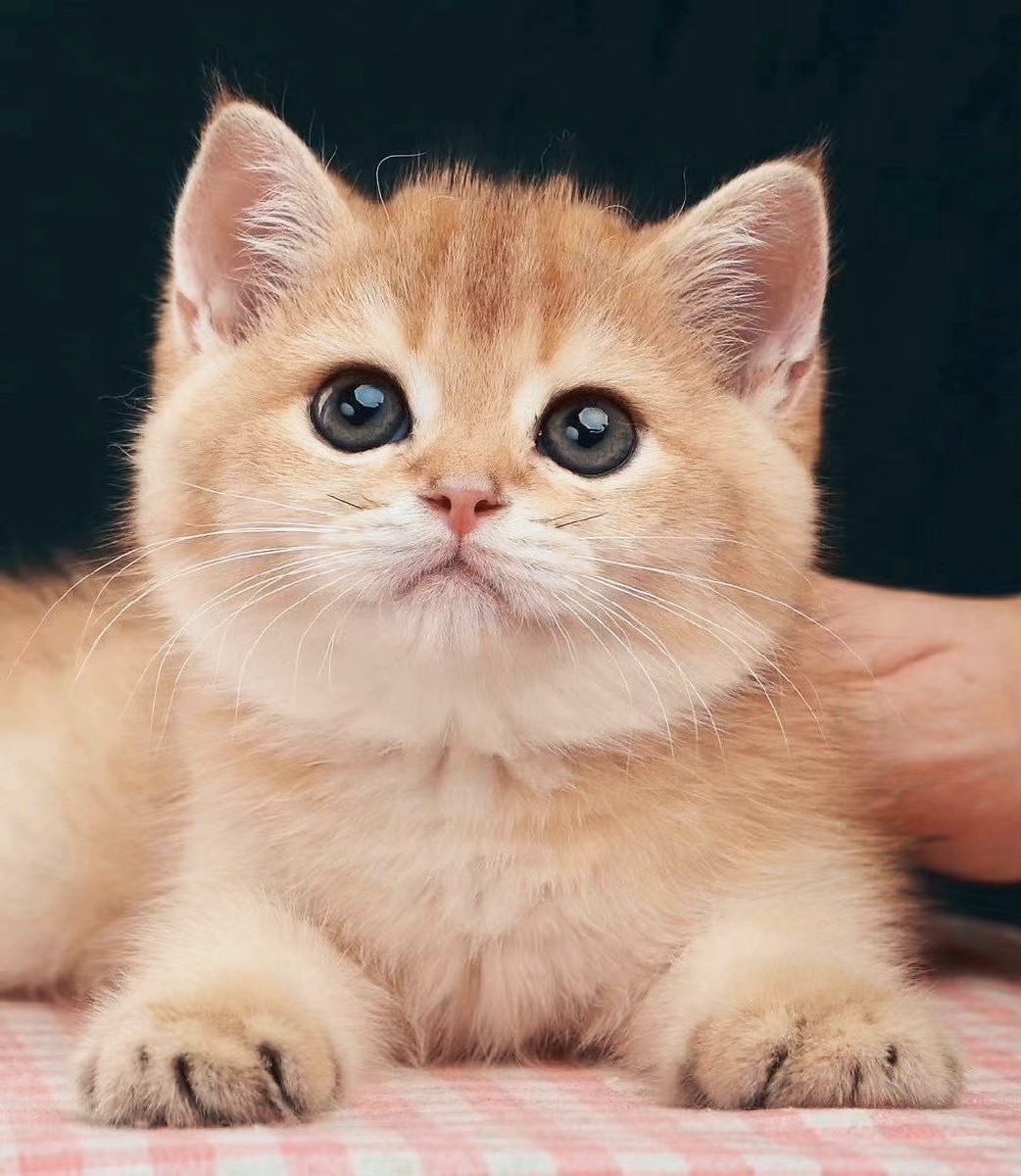 11分钟前 ·阅读72 wingbaby 关注 金渐层猫 点赞