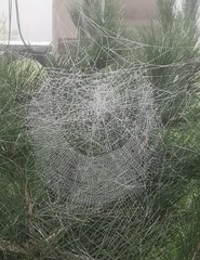 9509669