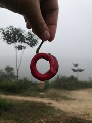 9509678