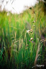 20120623-001.jpg