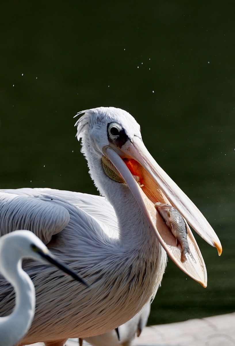 大嘴吃四方鹈鹕