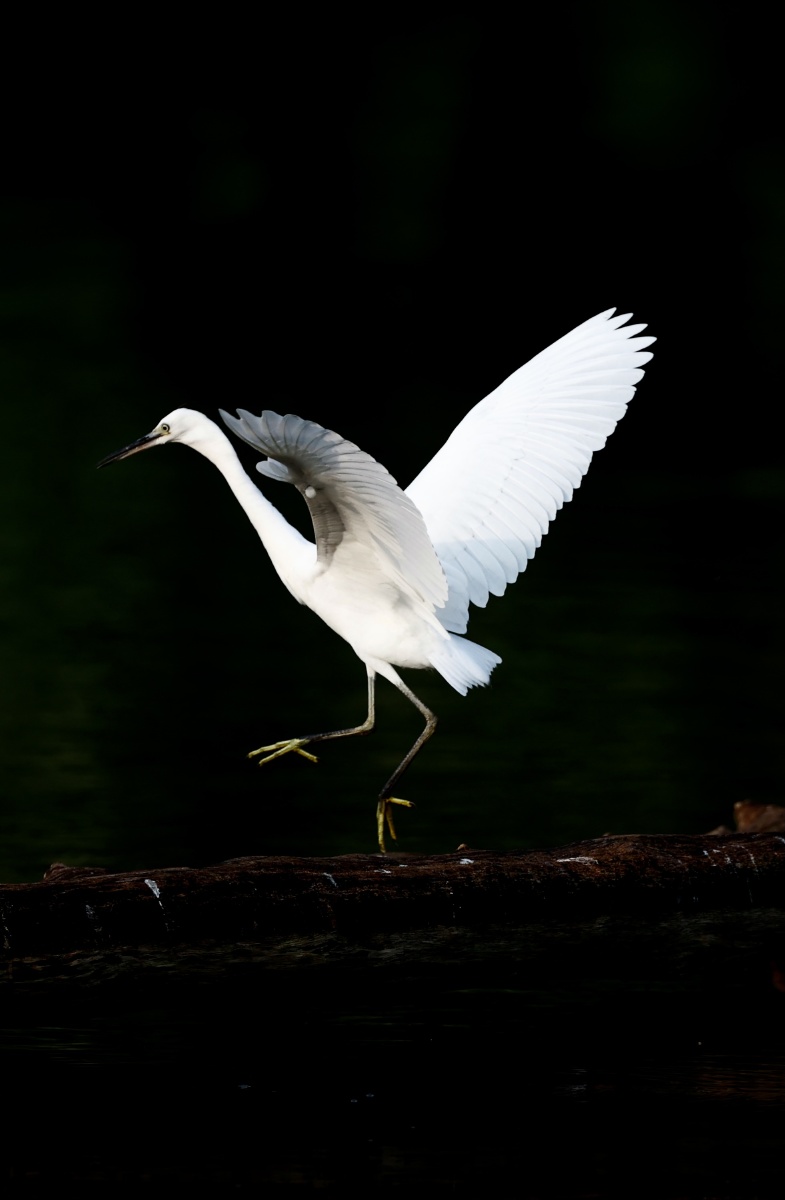 白鹭起舞