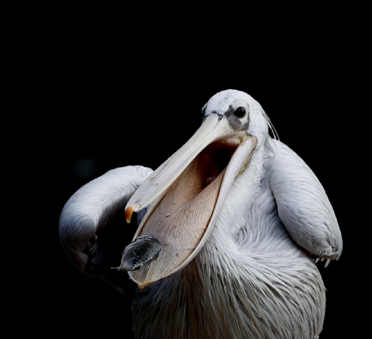 大嘴吃四方鹈鹕