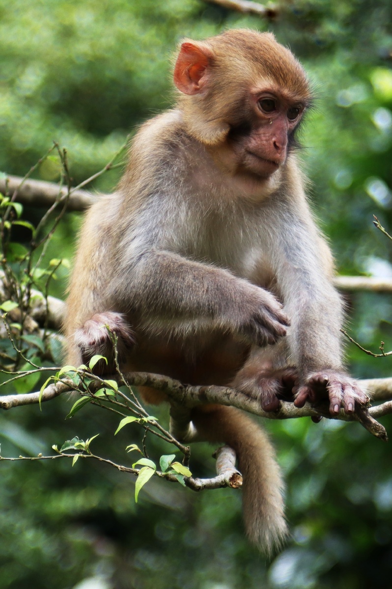 南宁隆安龙虎山的猴子水陆空齐全
