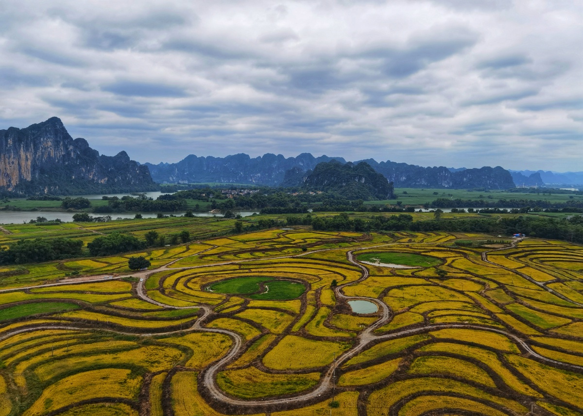 广西崇左市龙州县人间仙境稻田种植示范区