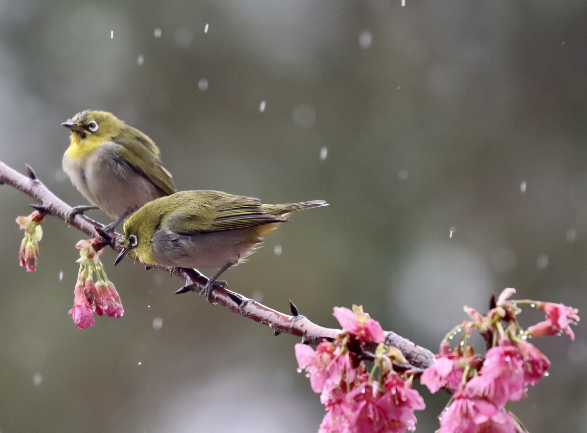 在雨中嬉戏的绣眼鸟. - 剑到邕城 - 图虫