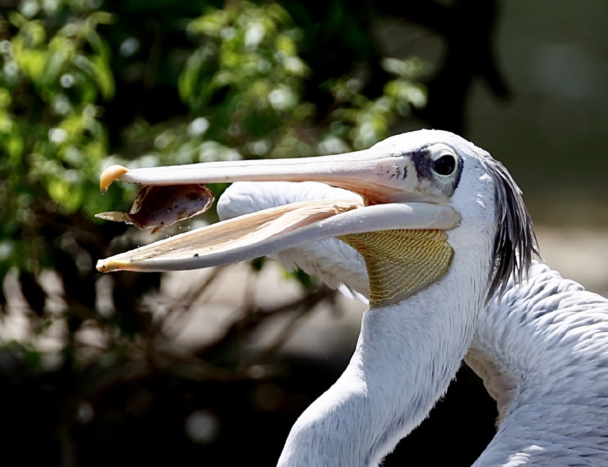 嘴大不一定吃四方鹈鹕