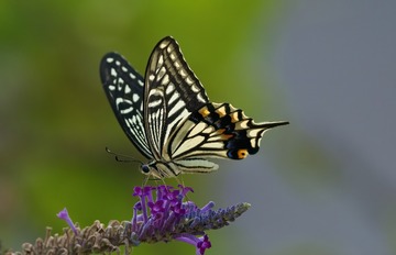 F26B9592-198F-4542-BB0F-280F76EC9DA4/L0/001