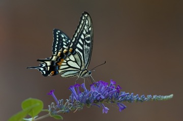 614257D8-B8A7-4469-BB0D-B43D0996B6D3/L0/001