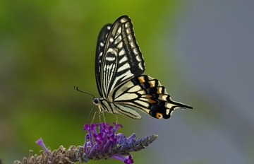 E4846968-CC46-4EA0-9936-8CB6CA168E03/L0/001