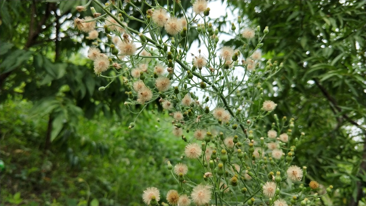 小蓬草,erigeron canadensis l.
