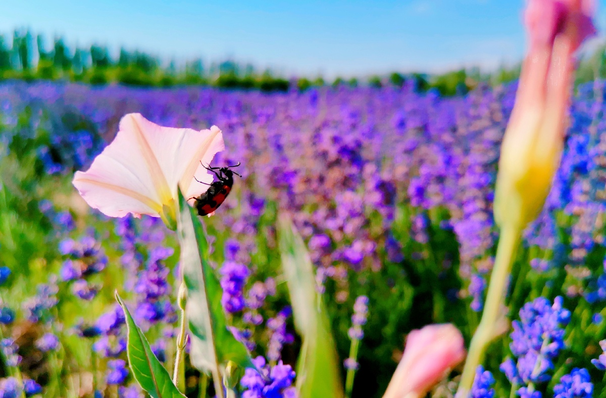 紫满足一切少女心的梦幻紫