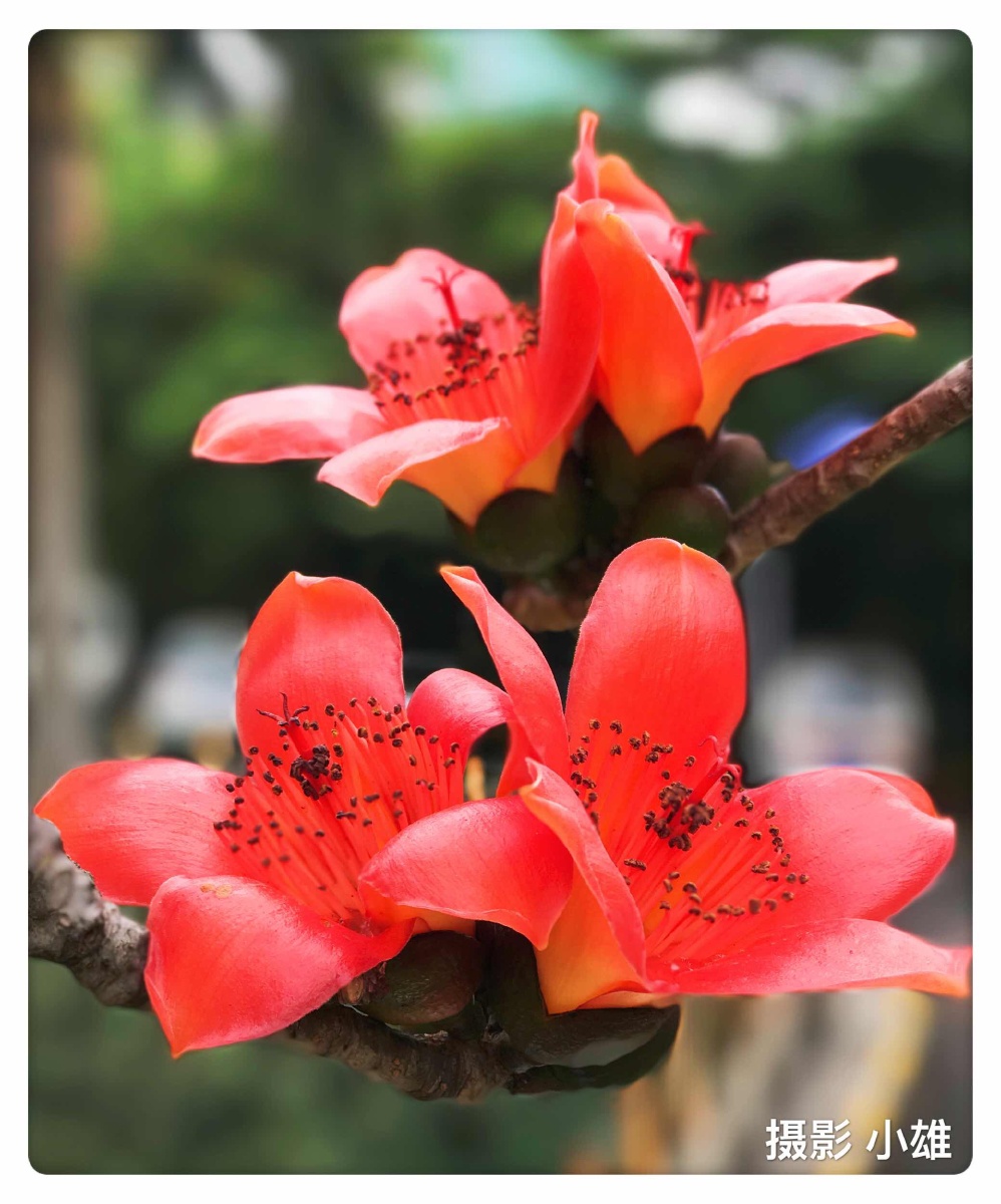花红似火蕊红如焰广州市花英雄花木棉花手机摄影小雄