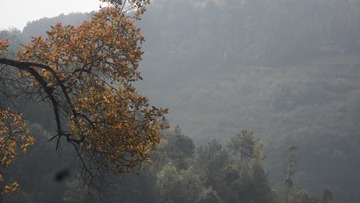 52009