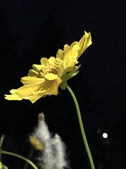 夜菊