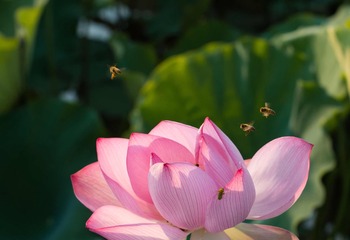 蜂荷之恋4