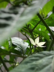 辣椒花