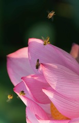 蜂荷之恋5