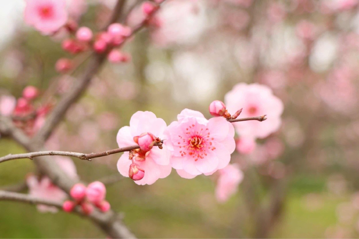 春天的花 - dayspring - 图虫网 - 优质摄影师交流社区