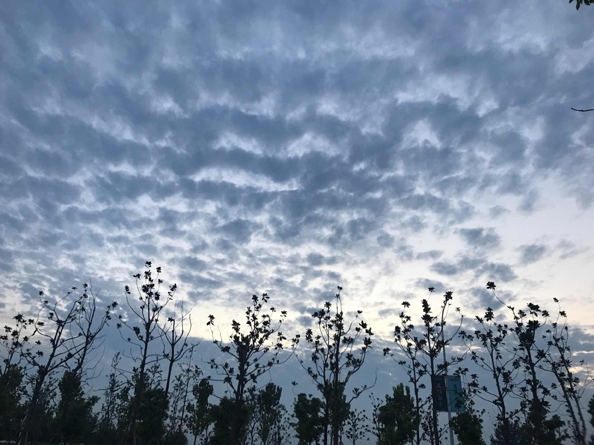 喜欢你就像春天的小熊