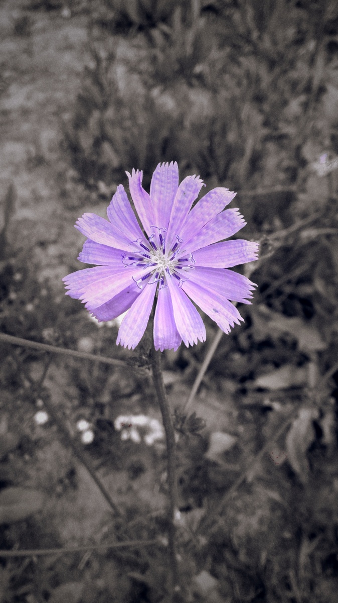 送你一朵小紫花