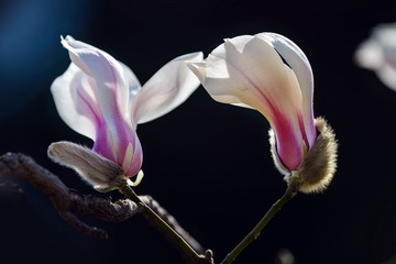 DSC_4118-2-1