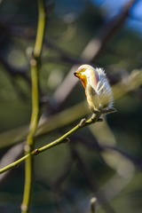DSC_4173-1-1