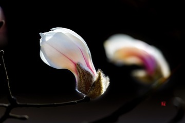 DSC_4061-1-1