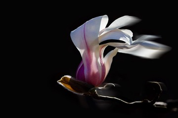 DSC_4036-3-1
