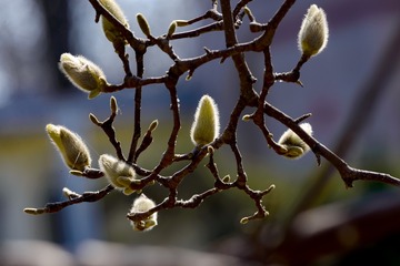 DSC_4137-1-1