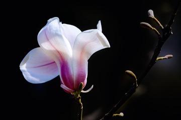 DSC_4124-1-1