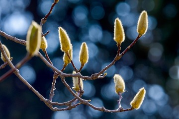 DSC_4131-1-1