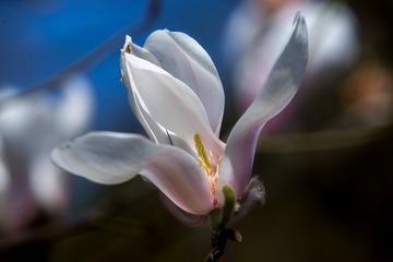 DSC_4094-1-1