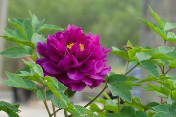 DSC_4316-1-1