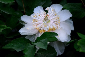 DSC_9564-1-1
