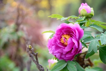 DSC_0484-2-1