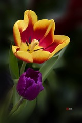 _DSC6740-1-1